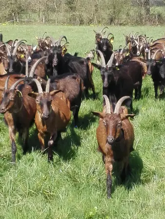 GAEC Lait Biques et délices